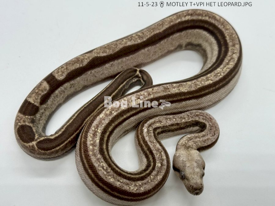 MOTLEY T+VPI HET LEOPARD 